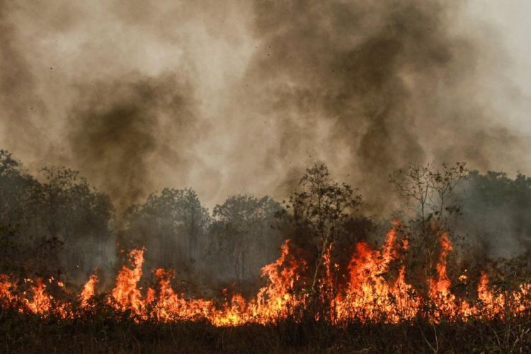 Kebakaran Hutan Dinilai Jadi Penghalang Indonesia Capai Target Iklim 2030