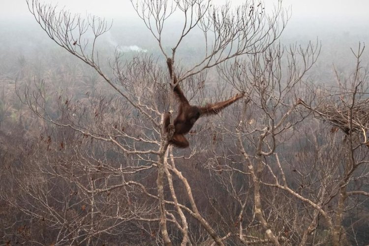 Asap Tebal Selimuti Hutan Kalimantan dan Sumatra, Orang Utan Kian Terdesak Kehilangan Habitat
