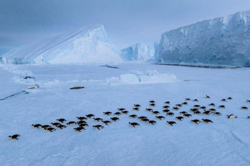 Koloni Penguin Terbesar Dunia di Ambang Kehilangan Status, Populasi Anjlok Dua Pertiga