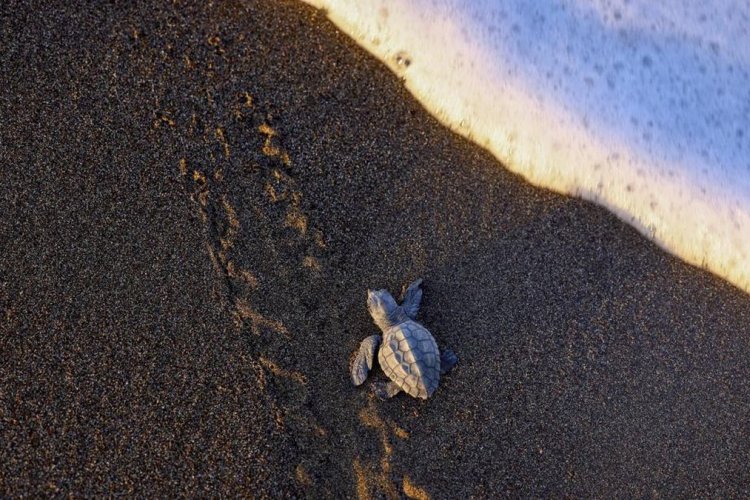 Suhu Pasir Naik, Tukik Penyu Betina Kian Dominan dan Jadi Sinyal Bumi Memanas