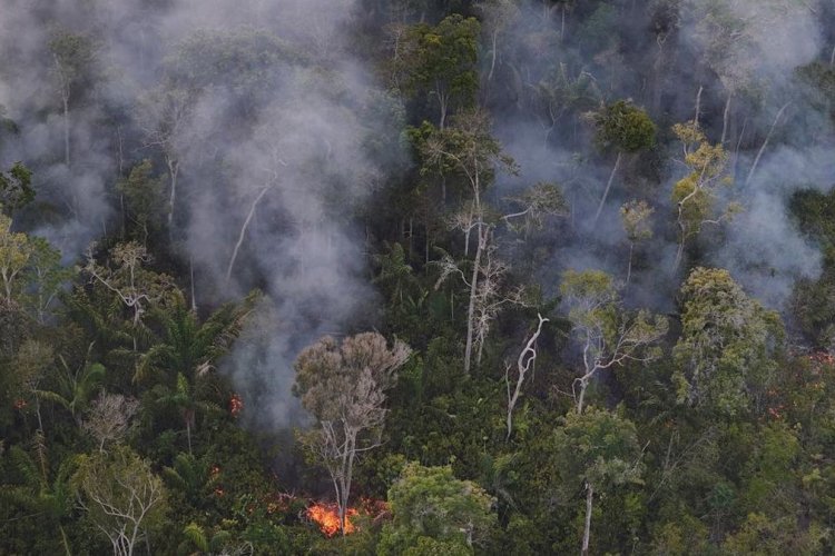 Deforestasi Amazon Brasil Pecahkan Rekor Terendah, Lula Tetap Pasang Target Ambisius