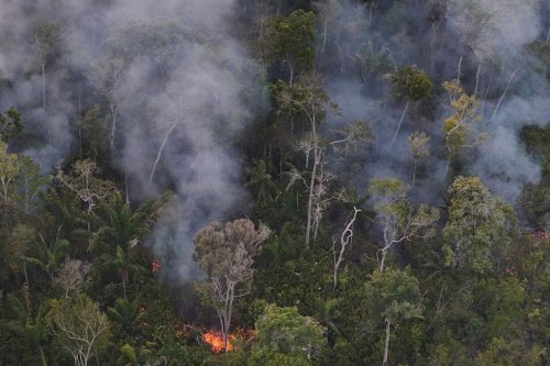 Deforestasi Amazon Brasil Pecahkan Rekor Terendah, Lula Tetap Pasang Target Ambisius
