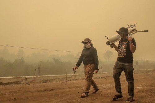 Kabut Asap Karhutla Ancam Kumbang Penyerbuk, Produksi Minyak Sawit Terancam Turun