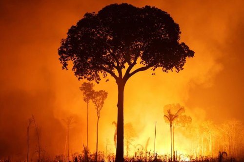 Hutan Amazon Kembali Terbakar saat Musim Kemarau, Area Deforestasi di Autazes Jadi Titik Api