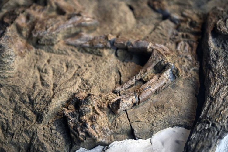 Fosil Buaya Purba di Tambang Piramida Giza Ternyata Spesies Baru, Namanya Diambil dari Dewa Mesir
