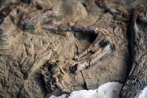 Fosil Buaya Purba di Tambang Piramida Giza Ternyata Spesies Baru, Namanya Diambil dari Dewa Mesir