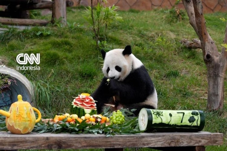 Ai Lian Rayakan Ulang Tahun ke-7, Panda Raksasa di Chongqing Disuguhi Jamuan Berbentuk Teratai