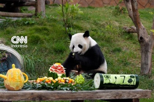 Ai Lian Rayakan Ulang Tahun ke-7, Panda Raksasa di Chongqing Disuguhi Jamuan Berbentuk Teratai
