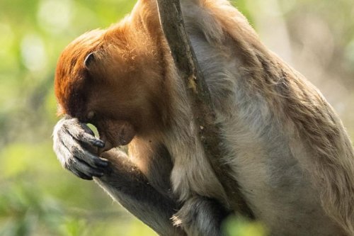 Kabut Asap Karhutla Kalimantan Selatan Ancam Habitat Bekantan, Upaya Perlindungan Satwa Endemik Digencarkan