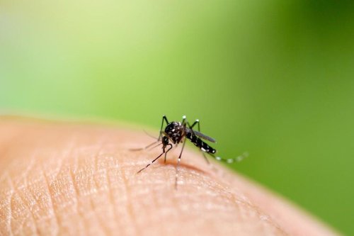 Wabah DBD di Bangladesh Tewaskan 418 Orang, Oktober Jadi Bulan Terburuk